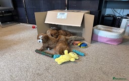 Cavapoo dogs for sale: Mr cavapoo F1B  - Image 4