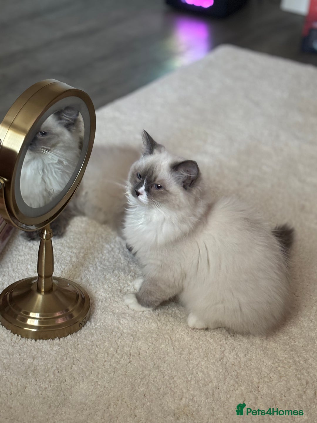 Ragdoll cats for sale: Beautiful blue mitted girl  - Advert 10