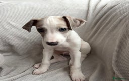 Mixed Breed dogs for sale: Collie Whippet Greyhound  - Image 11