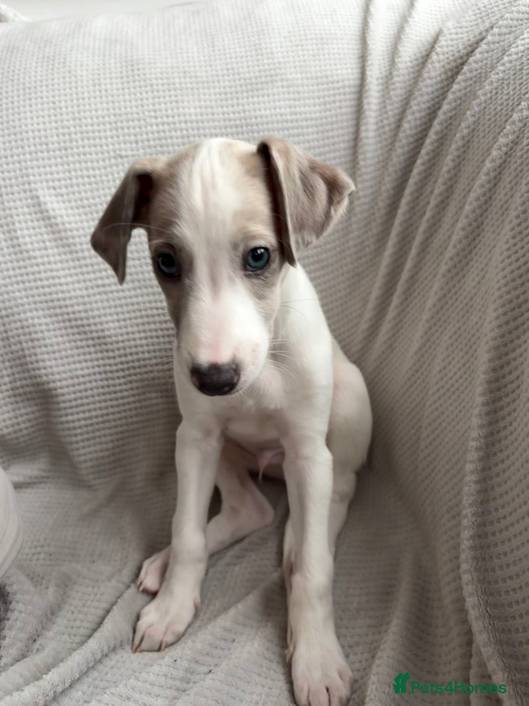 Mixed Breed dogs for sale: Collie Whippet Greyhound  - Image 11