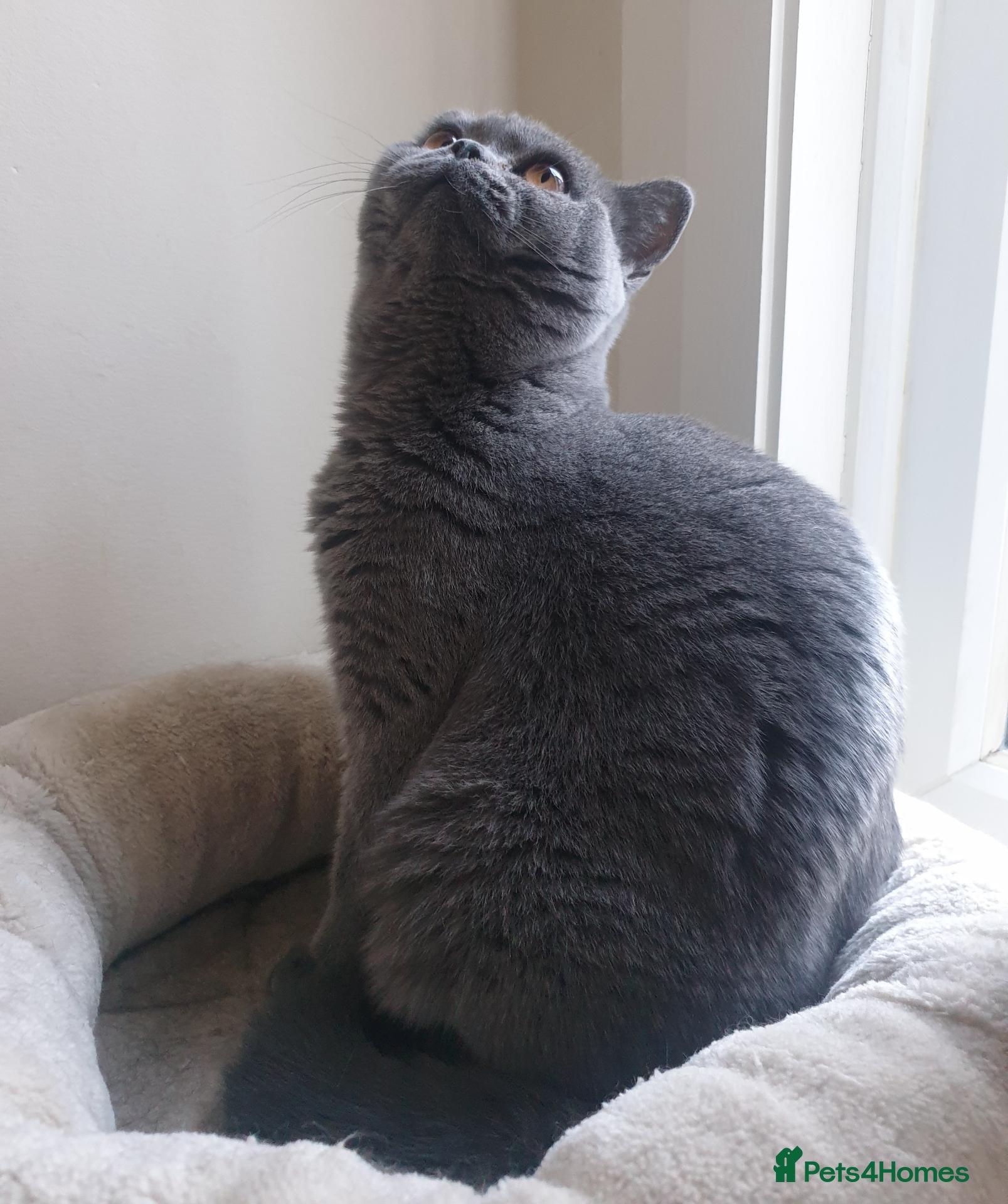 British Shorthair cats for sale: Blue British Cat - Advert 7