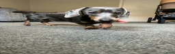 Dachshund dogs for sale: Blue tanned dashhound  in Ayr - Advert 5
