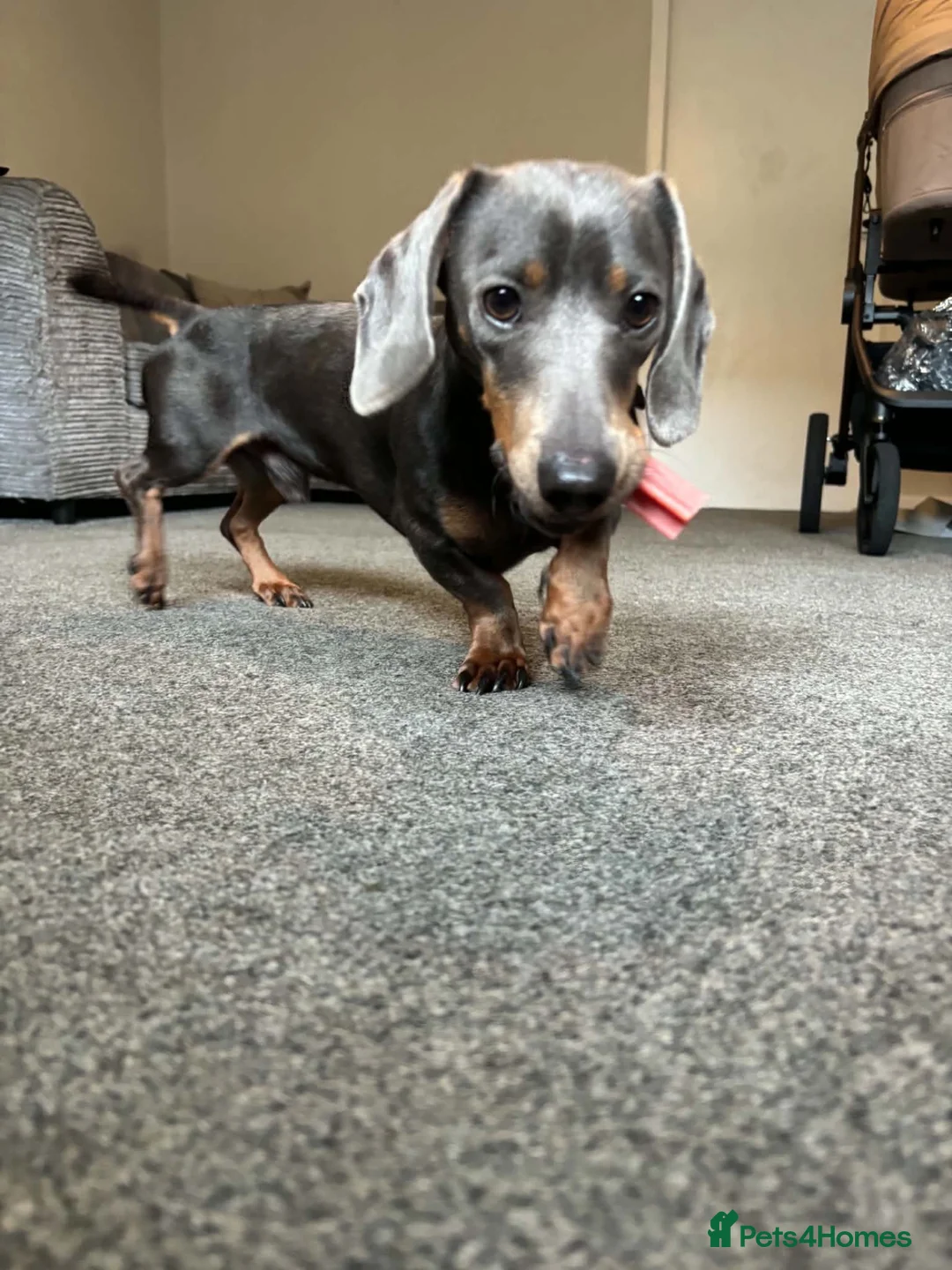 Dachshund dogs for sale: Blue tanned dashhound  in Ayr - Advert 5