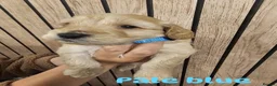 Cockapoo dogs for sale: F2B miniature Cockapoo puppies - Advert 3
