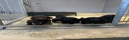 Cocker Spaniel dogs for sale: KC registered Cocker spaniel puppies  - Advert 10