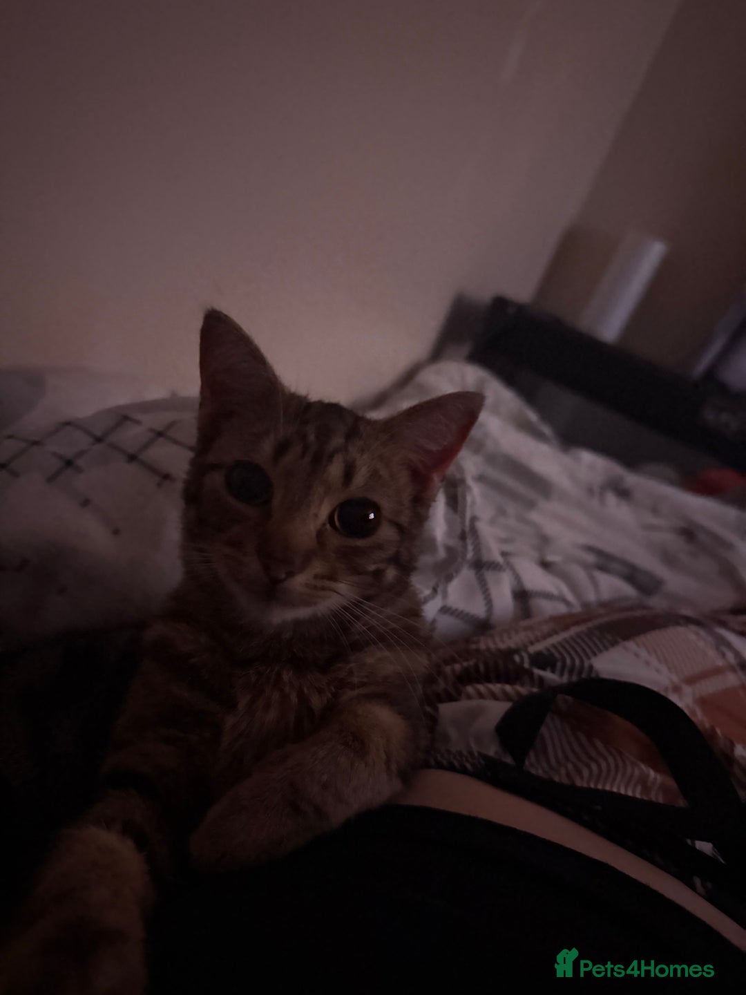 Burmilla cats for sale: Taz and Tigger  - Advert 2