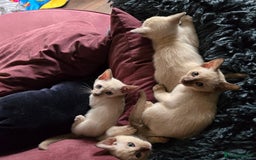Siamese cats for sale:  First Generation Pedigree Tonkinese Kittens  - Image 9