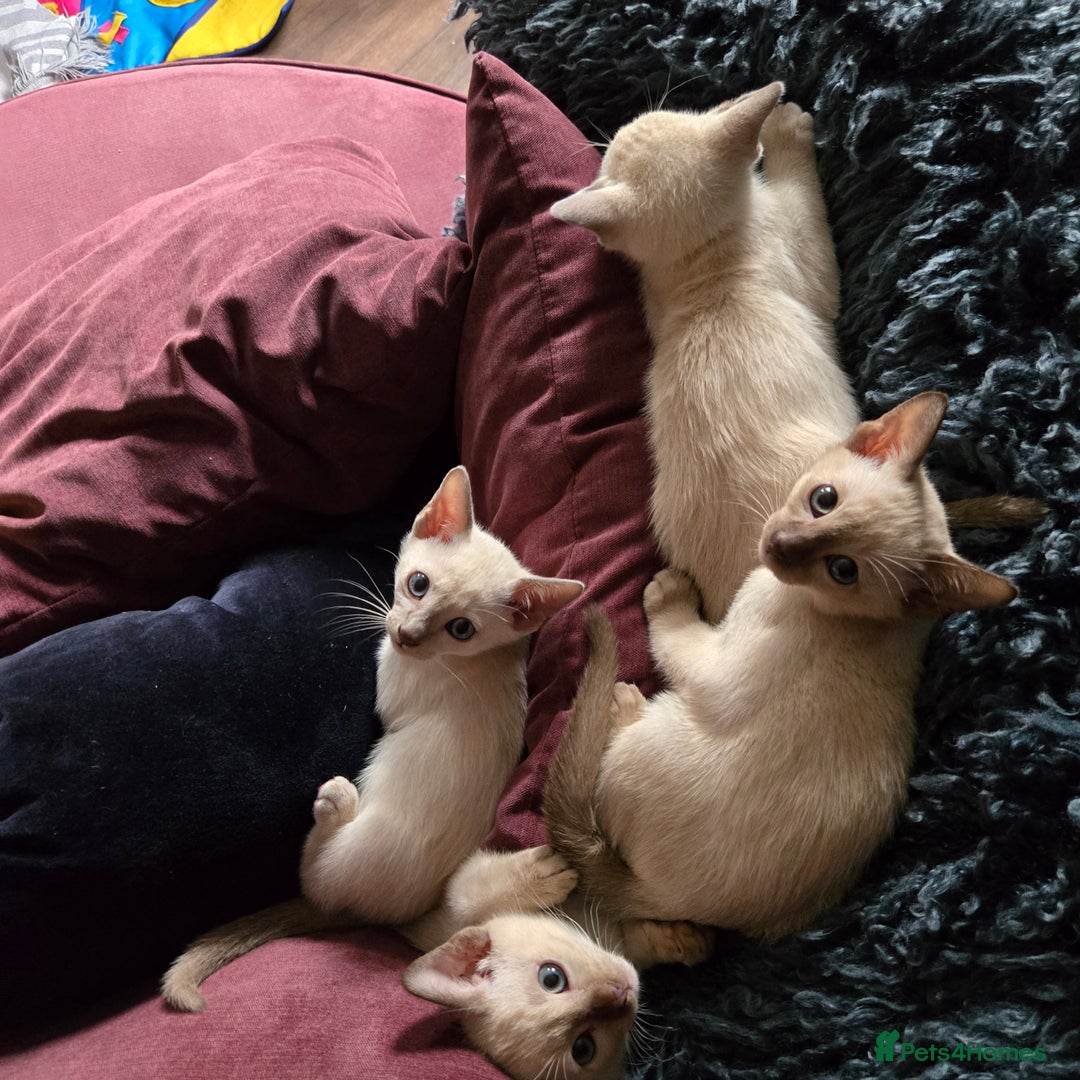 Siamese cats for sale:  First Generation Pedigree Tonkinese Kittens  - Image 9