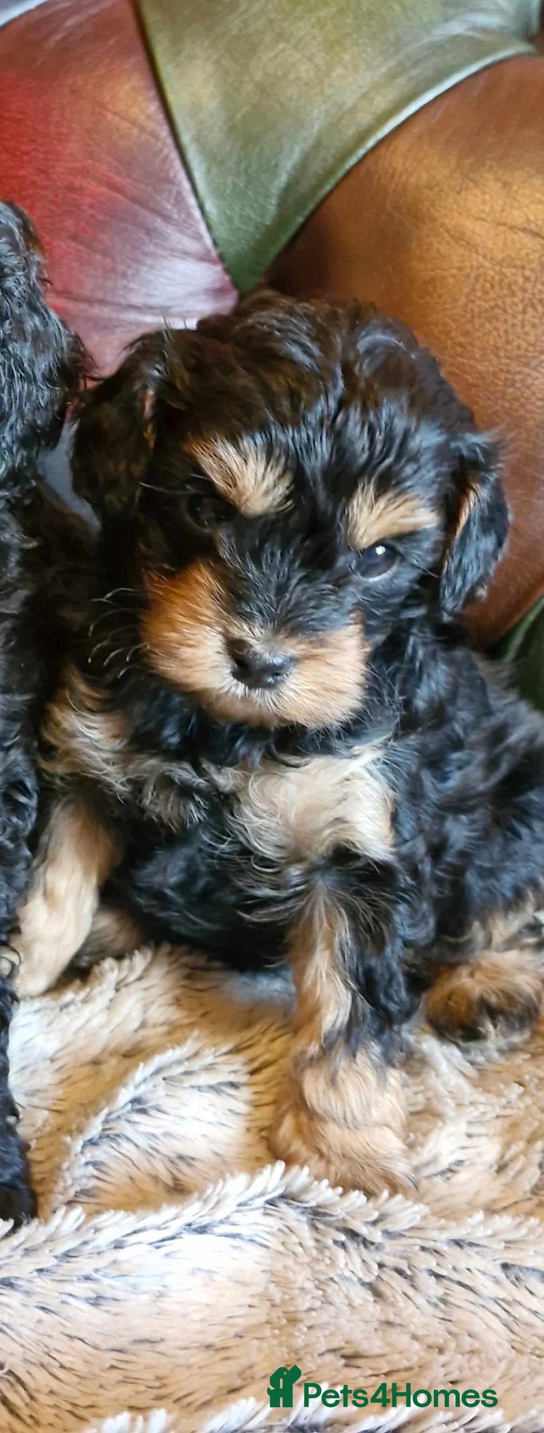 Cavapoo dogs for sale: Gorgeous f1b Cavapoo pups - Advert 12
