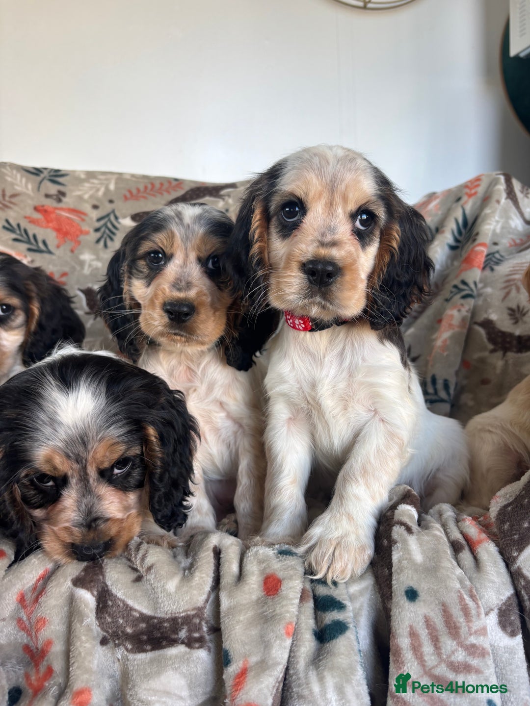 Cocker Spaniel dogs for sale: Show Cocker Spaniel Puppies  - Image 4