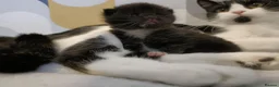 British Shorthair cats for sale: 5 beautiful kittens distinctive markings - Advert 22