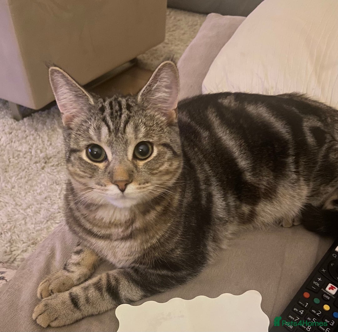 Mixed Breed cats for sale: Persian mix 7 month old kitten 💙 - Advert 1