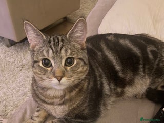 Mixed Breed cats Persian mix 7 month old kitten 💙 - Advert 3