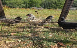 Chickens poultry for sale: Rare Breed Pullets 16 weeks old - Image 6