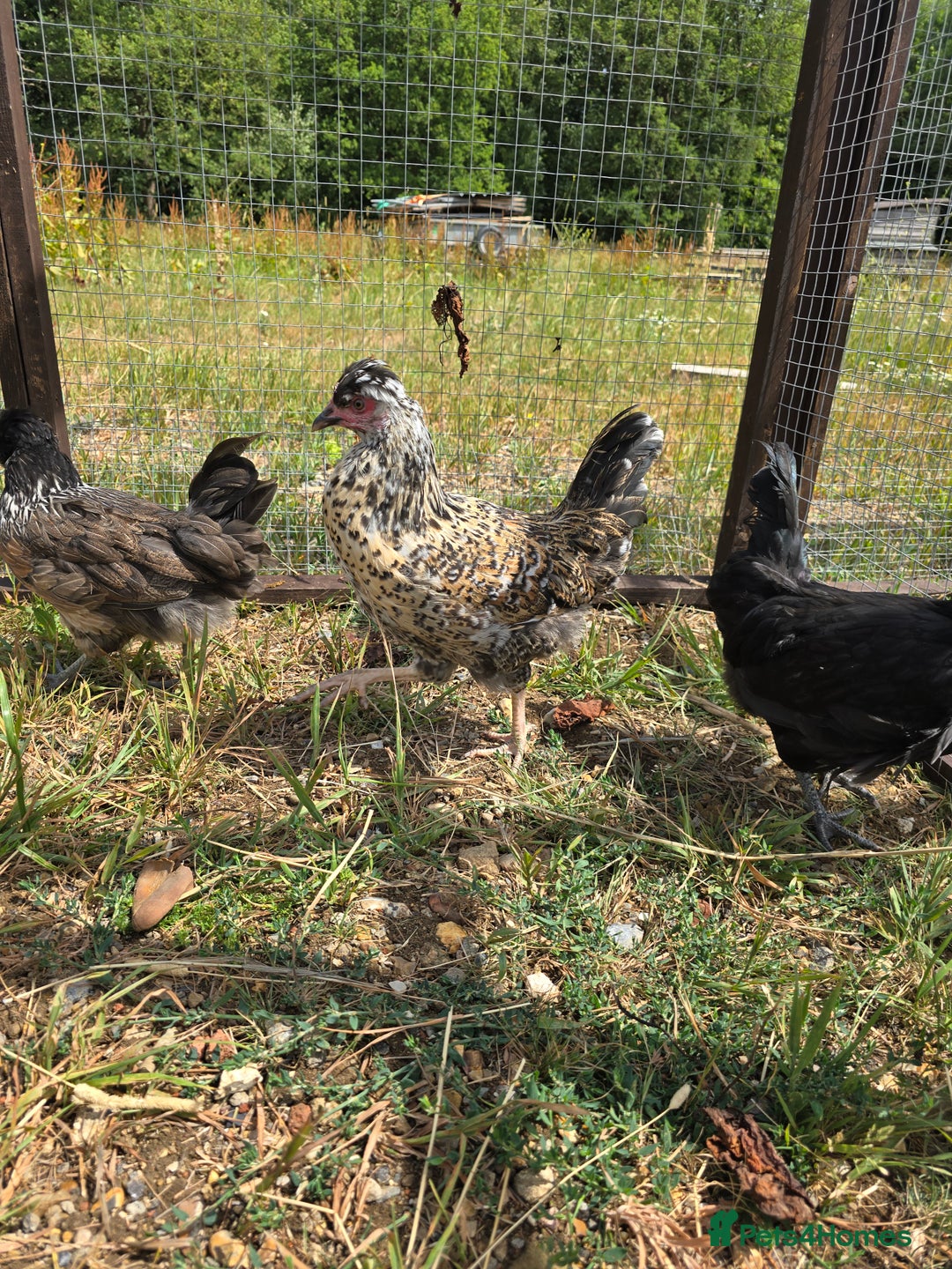 Chickens poultry for sale: Rare Breed Pullets 16 weeks old - Image 6