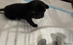 Pug dogs for sale: Two Baby Pugs  - Image 8