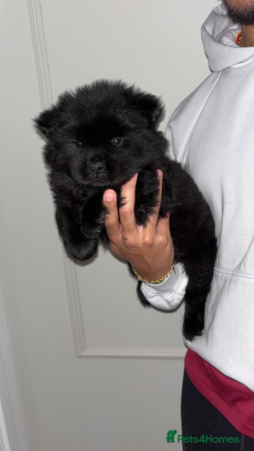 Chow Chow dogs for sale: 5 Gen Pedigree Chow Chow Puppies - Advert 4