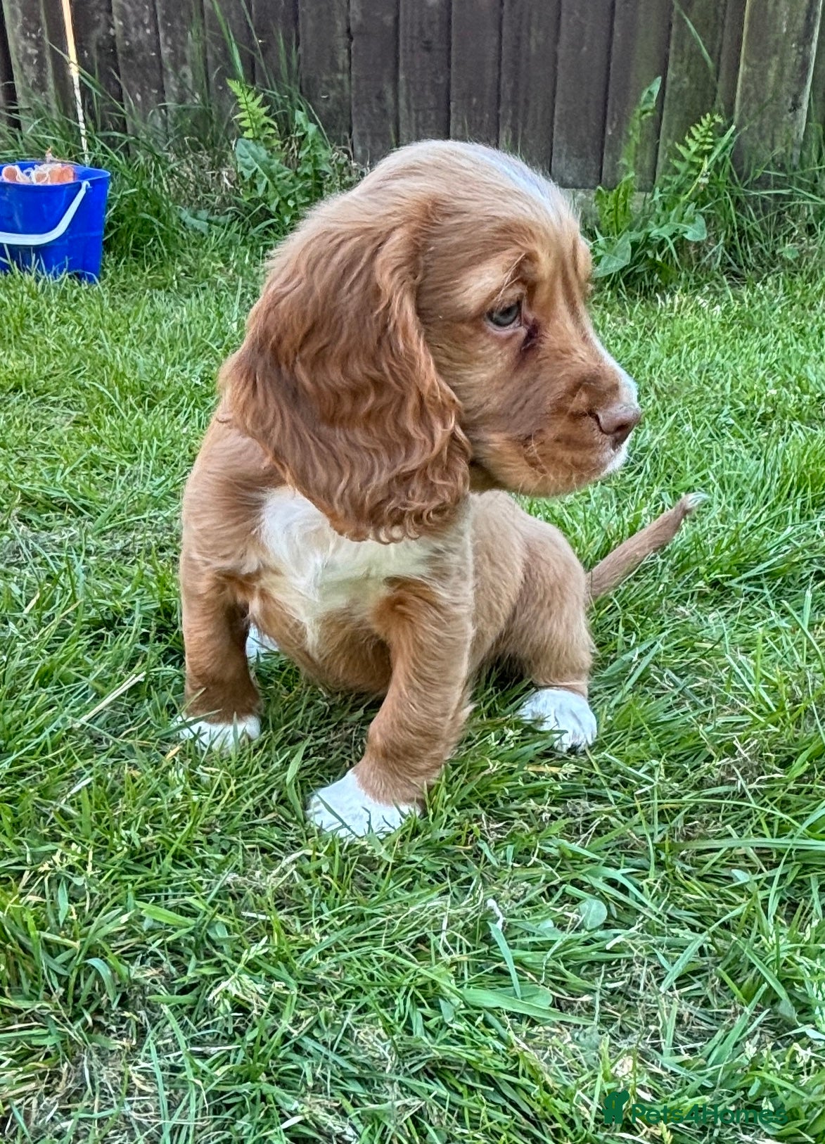 Cocker Spaniel dogs Stunning KC registered  - Advert 16