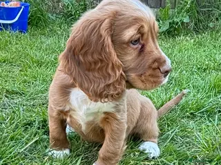Cocker Spaniel dogs Stunning KC registered - Advert 1