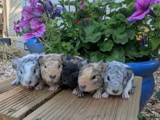 Guinea Pig rodents Teddy Babies - Advert 8