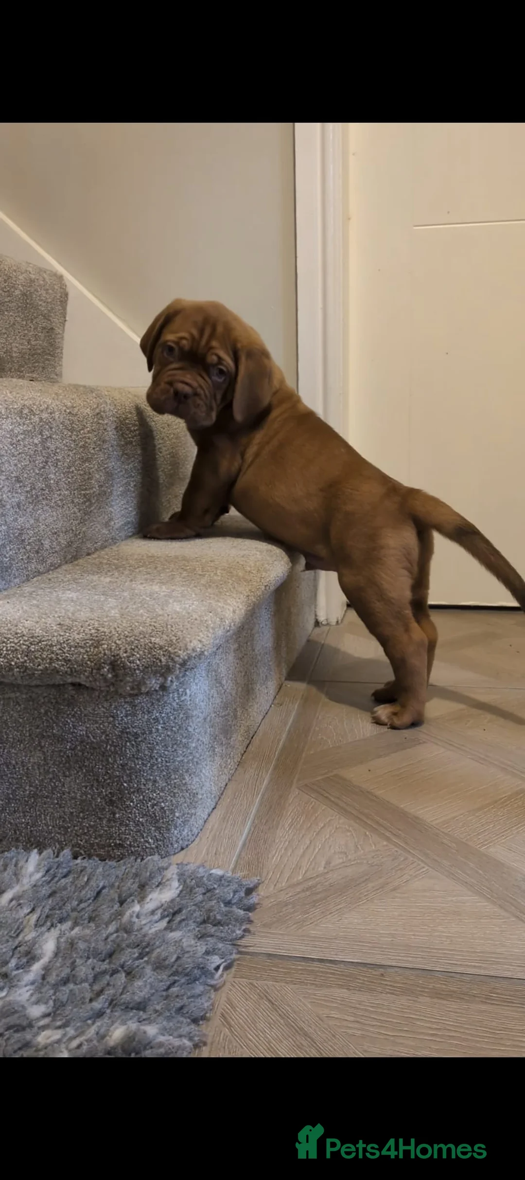 Dogue De Bordeaux dogs for sale: Pedigree chunky pups ready on Tuesday  - Advert 23