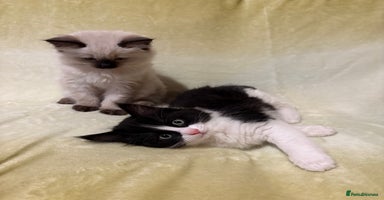 Ragcoon cats - Advert 3