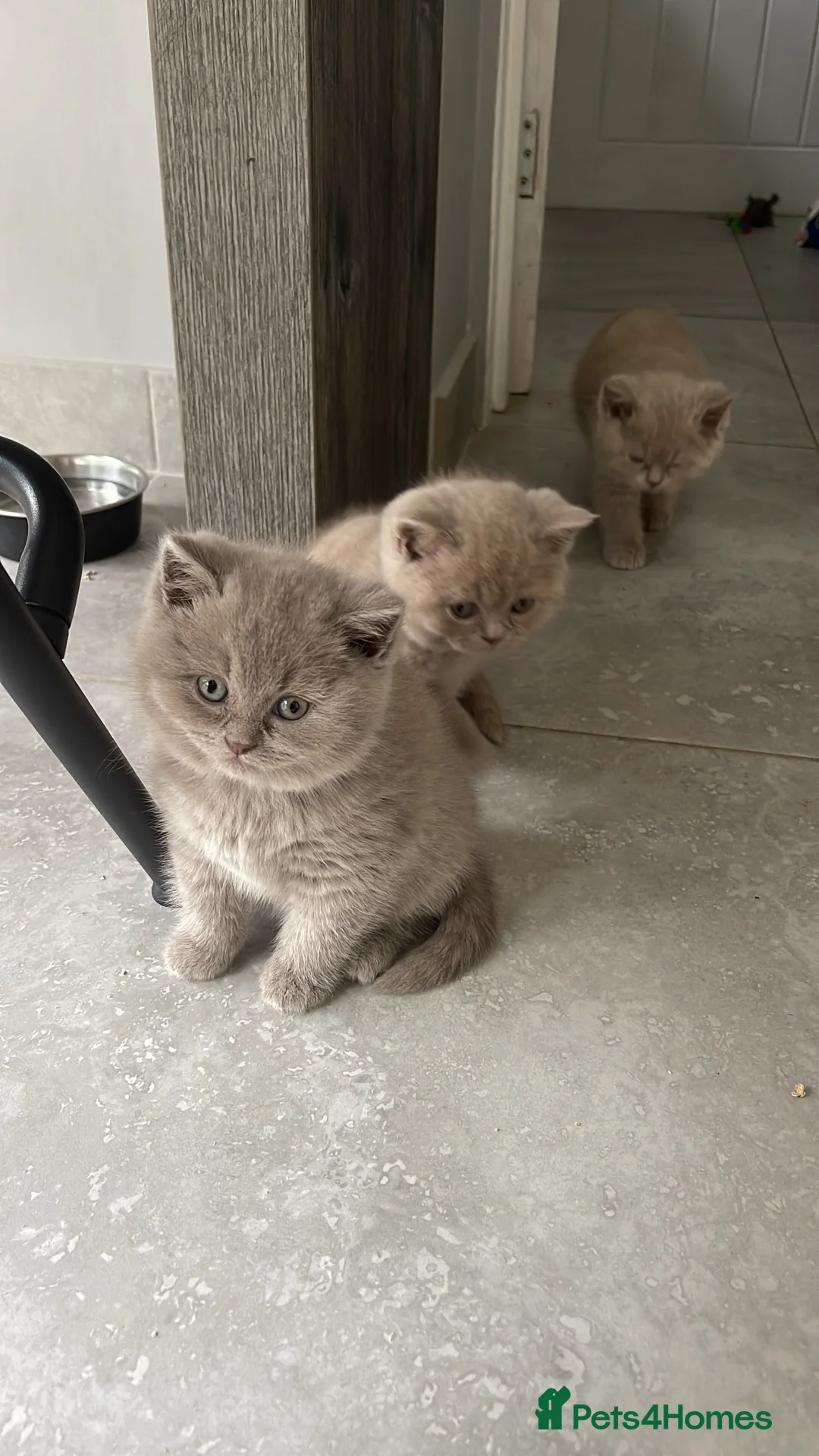 British Shorthair cats for stud: Lilac gccf stud blood group Ab in Birmingham - Advert 8