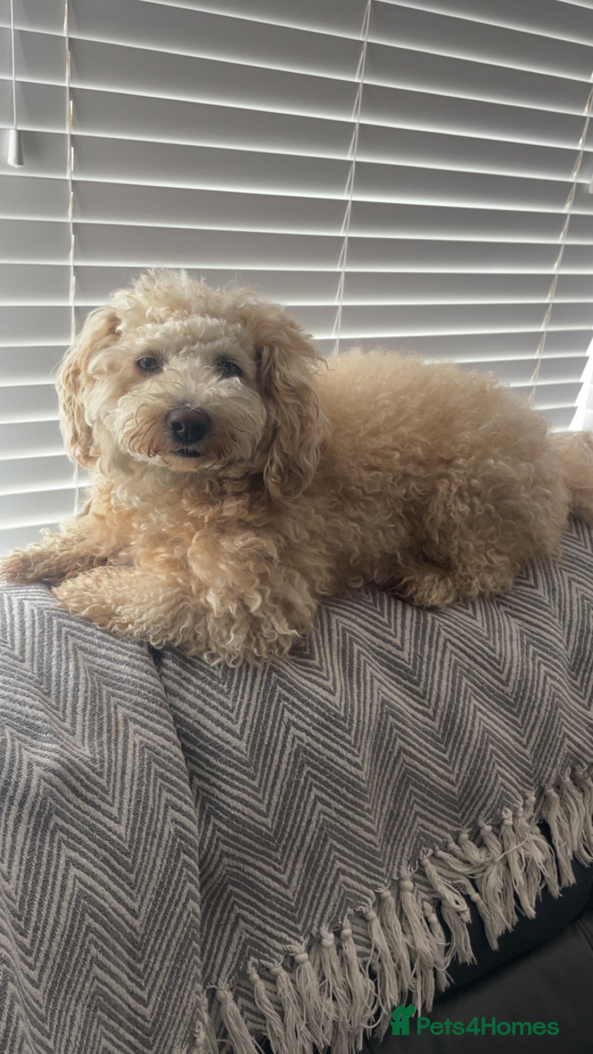 Poochon dogs for sale: Ready to leave NOW poochons🐶❤️ - Advert 16