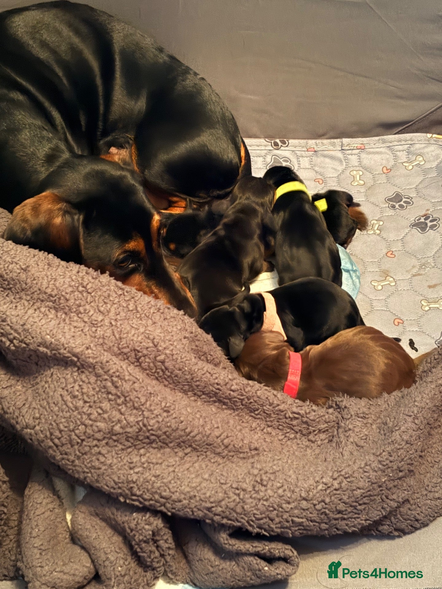 Dachshund dogs Gorgeous litter of dachshunds!!  - Advert 4