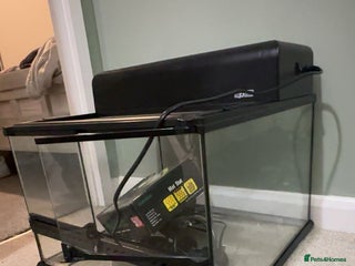 Leopard Gecko reptiles for sale - Advert 1