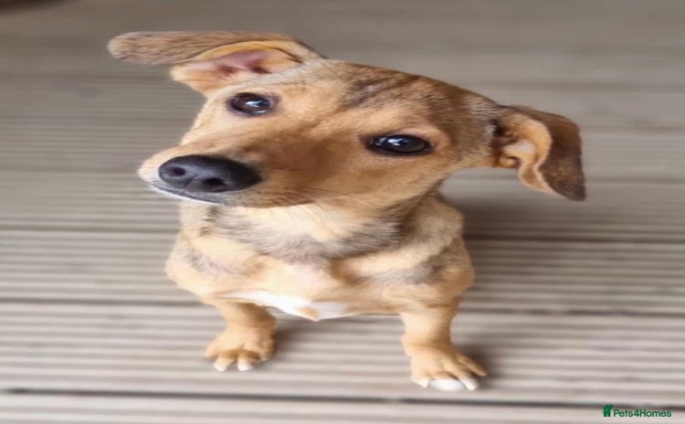 Mixed Breed dogs - Advert 3