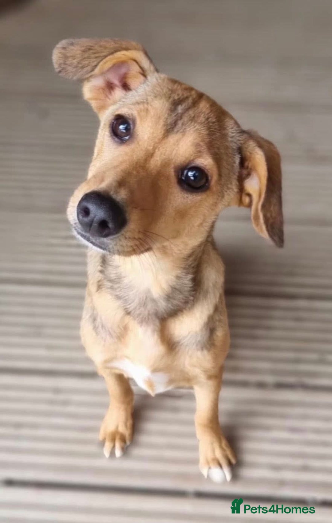 Mixed Breed dogs for adoption: Poppy - In Ayr looking for a home - Image 1