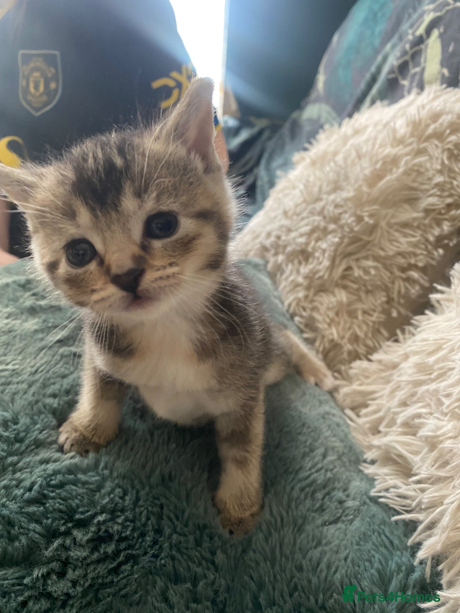 Mixed Breed cats Kittens - Advert 7