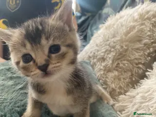 Mixed Breed cats Kittens - Advert 7