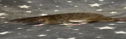 Rat rodents for sale: Older Dumbo Rats 5+months Male and Female  - Advert 3