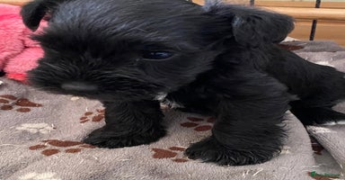 Miniature Schnauzer dogs - Advert 15