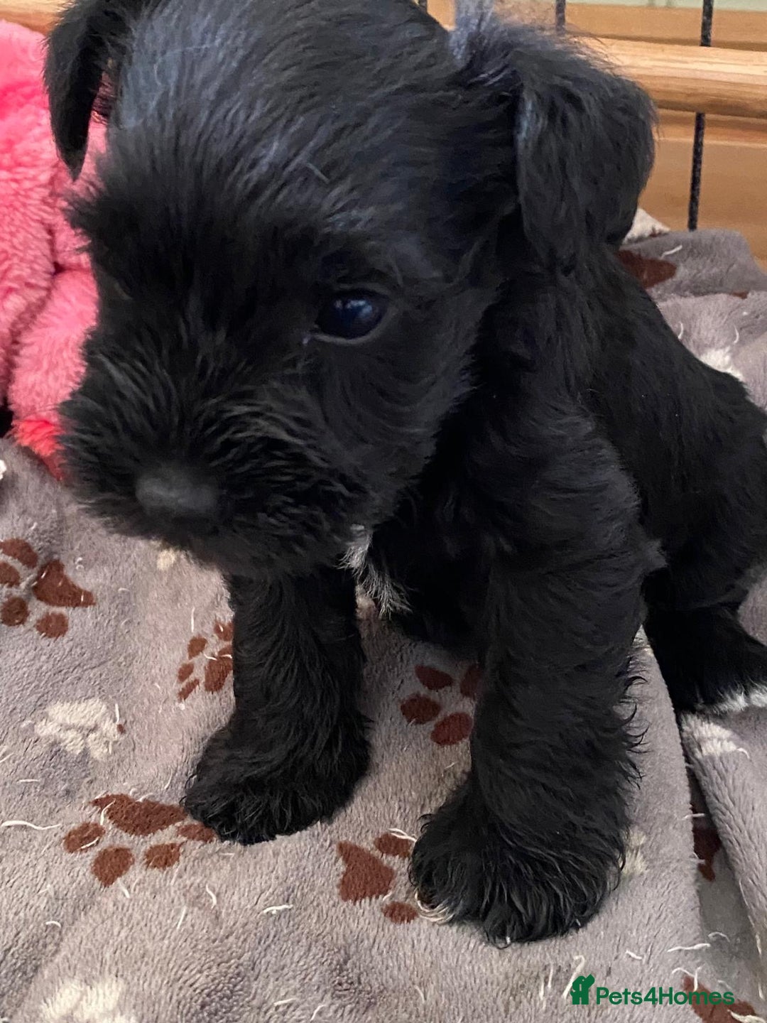 Miniature Schnauzer dogs for sale: 6 adorable Miniature schnauzer puppies  - Image 3