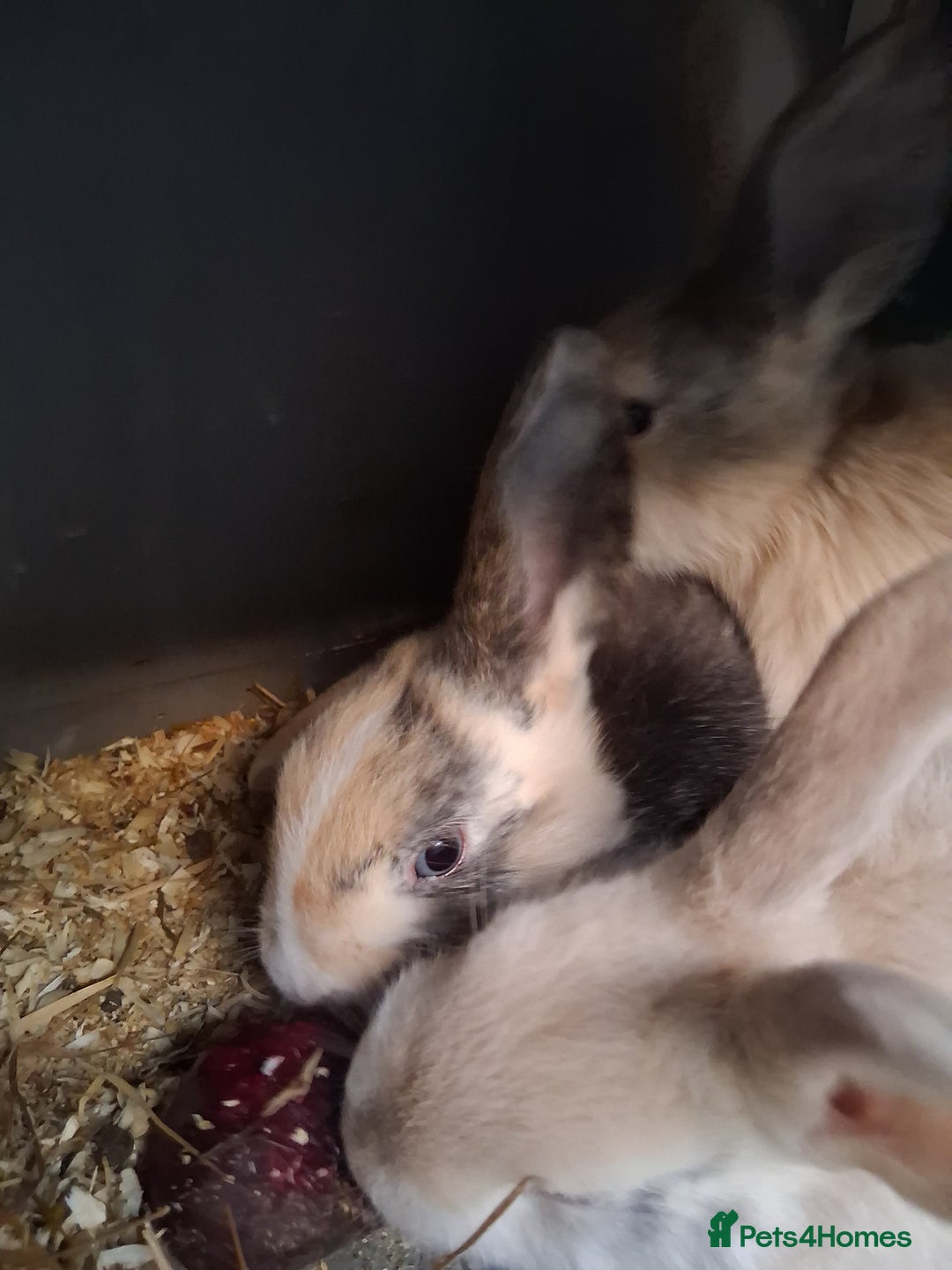 English Lop rabbits for sale: Mum and daughter and 3bucks for sale - Advert 3