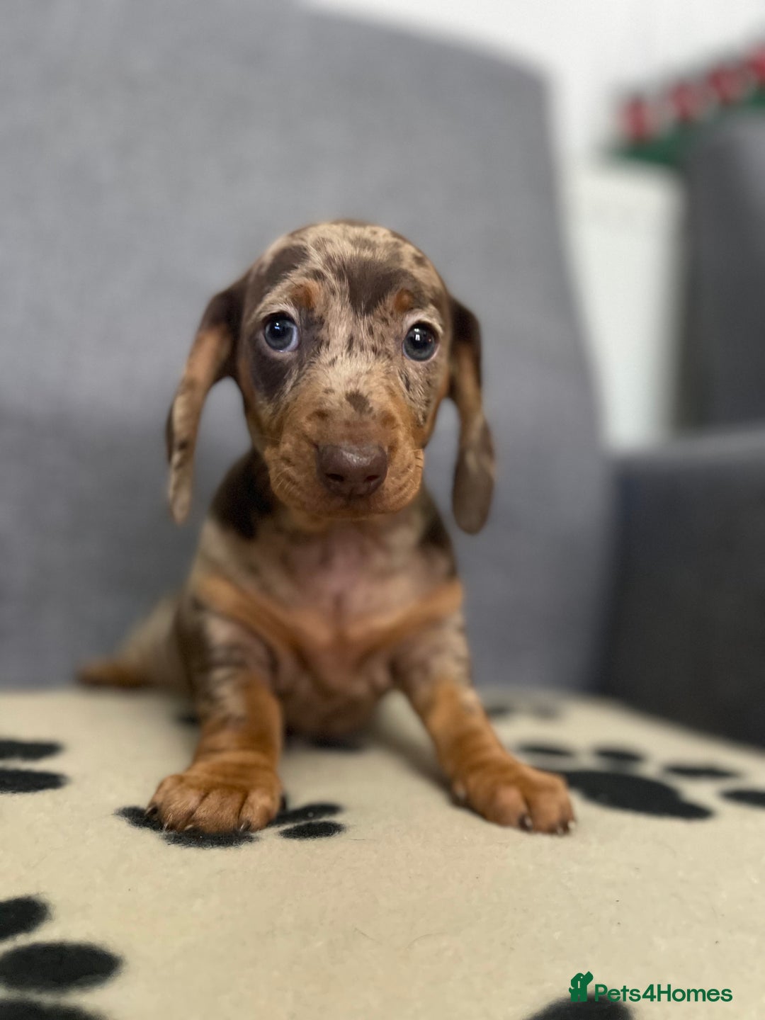 Dachshund dogs for sale: Miniature Dachshund puppies  - Advert 13