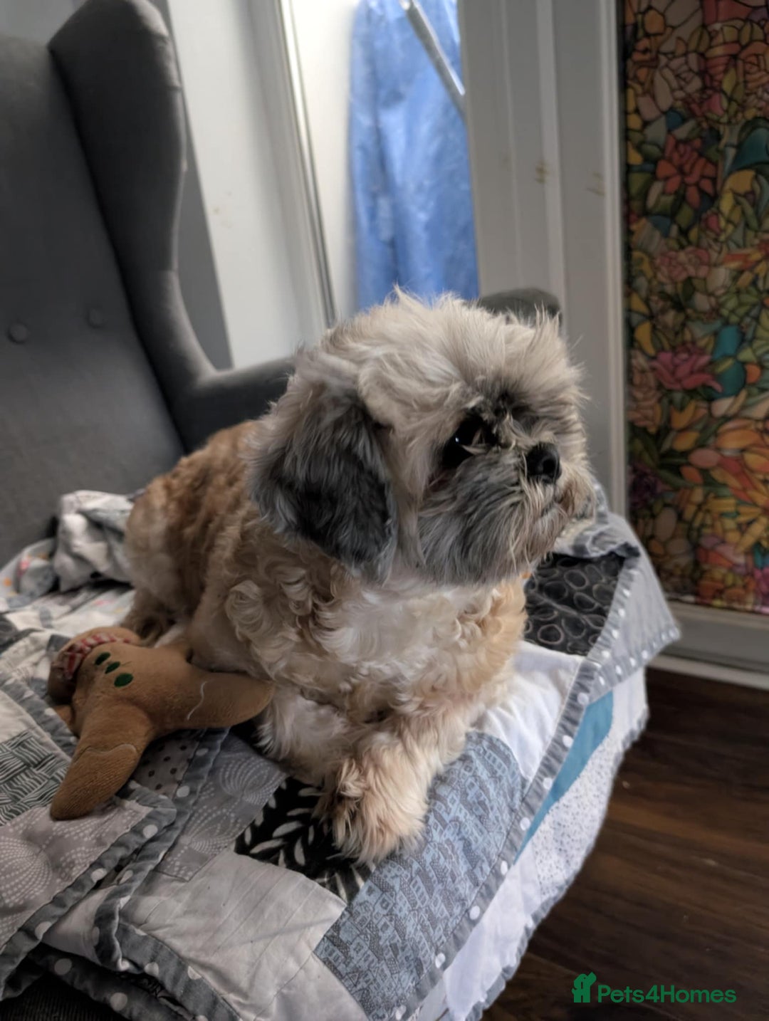 Zuchon dogs for sale: Loving, Permanent Home Wanted for Melody & Eclipse - Advert 9