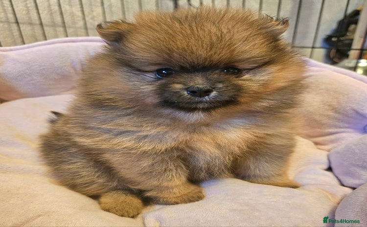 Pomeranian dogs - Advert 7