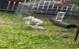 Mini Lop rabbits for sale: 2 male lops ready to go  - Image 3