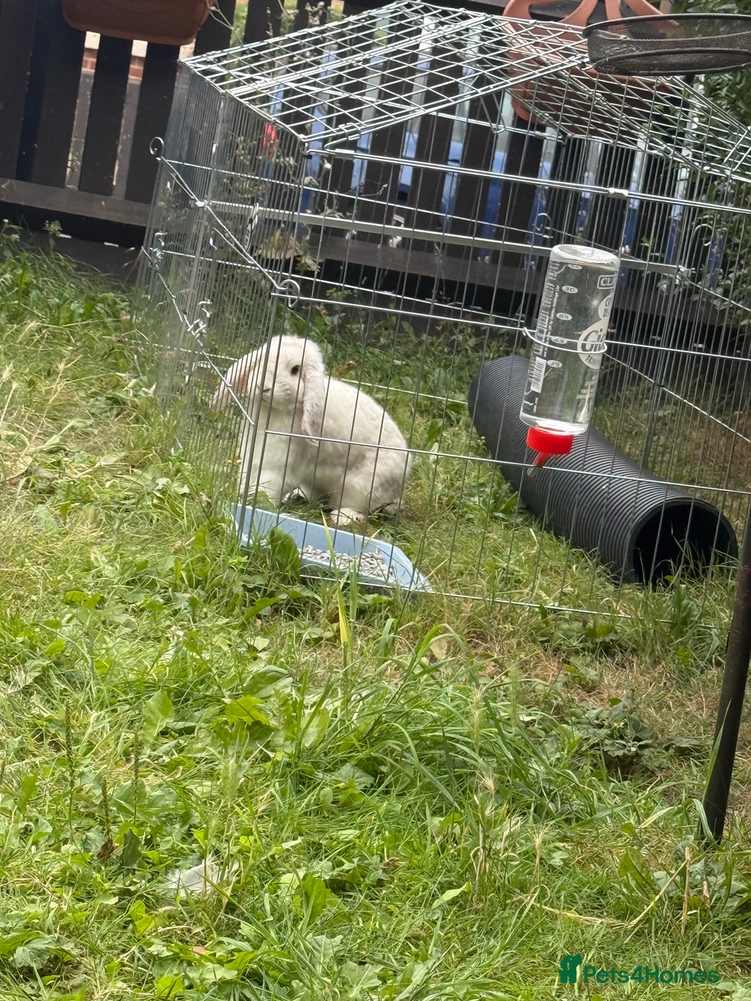 Mini Lop rabbits for sale: 2 male lops ready to go  - Image 3