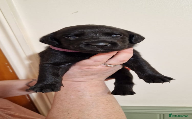 Labrador Retriever dogs - Advert 11