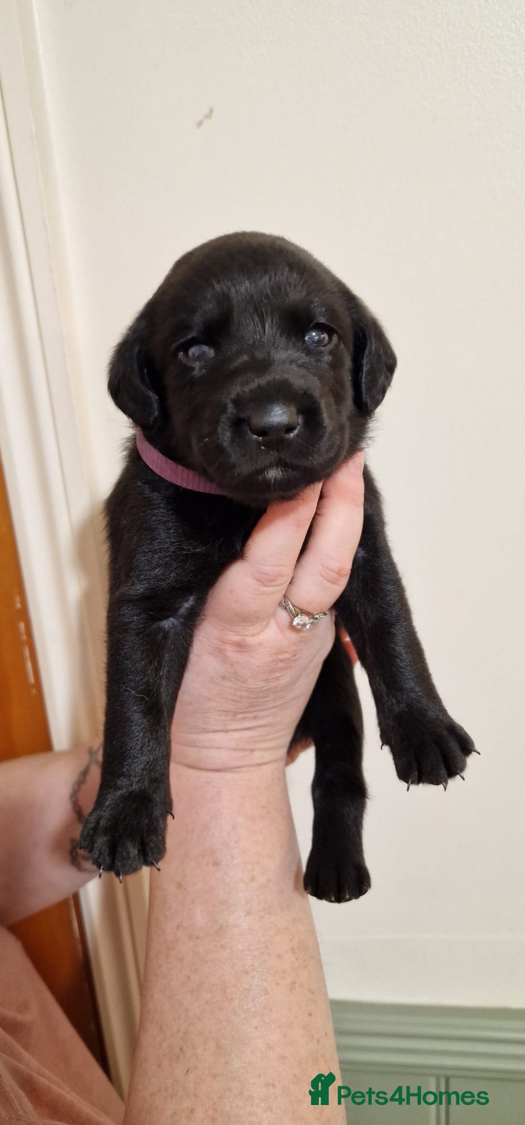 Labrador Retriever dogs for sale: KC Registered Black Lab (1 Girl, 1 boy remaining) - Image 1