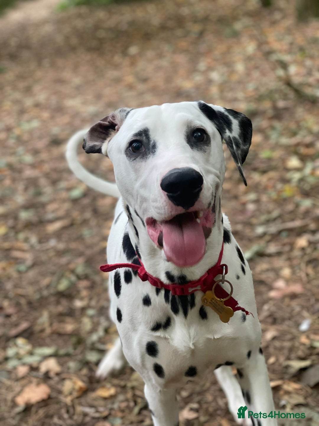 Dalmatian dogs for sale: Dalmatian looking for a forever home - Image 2