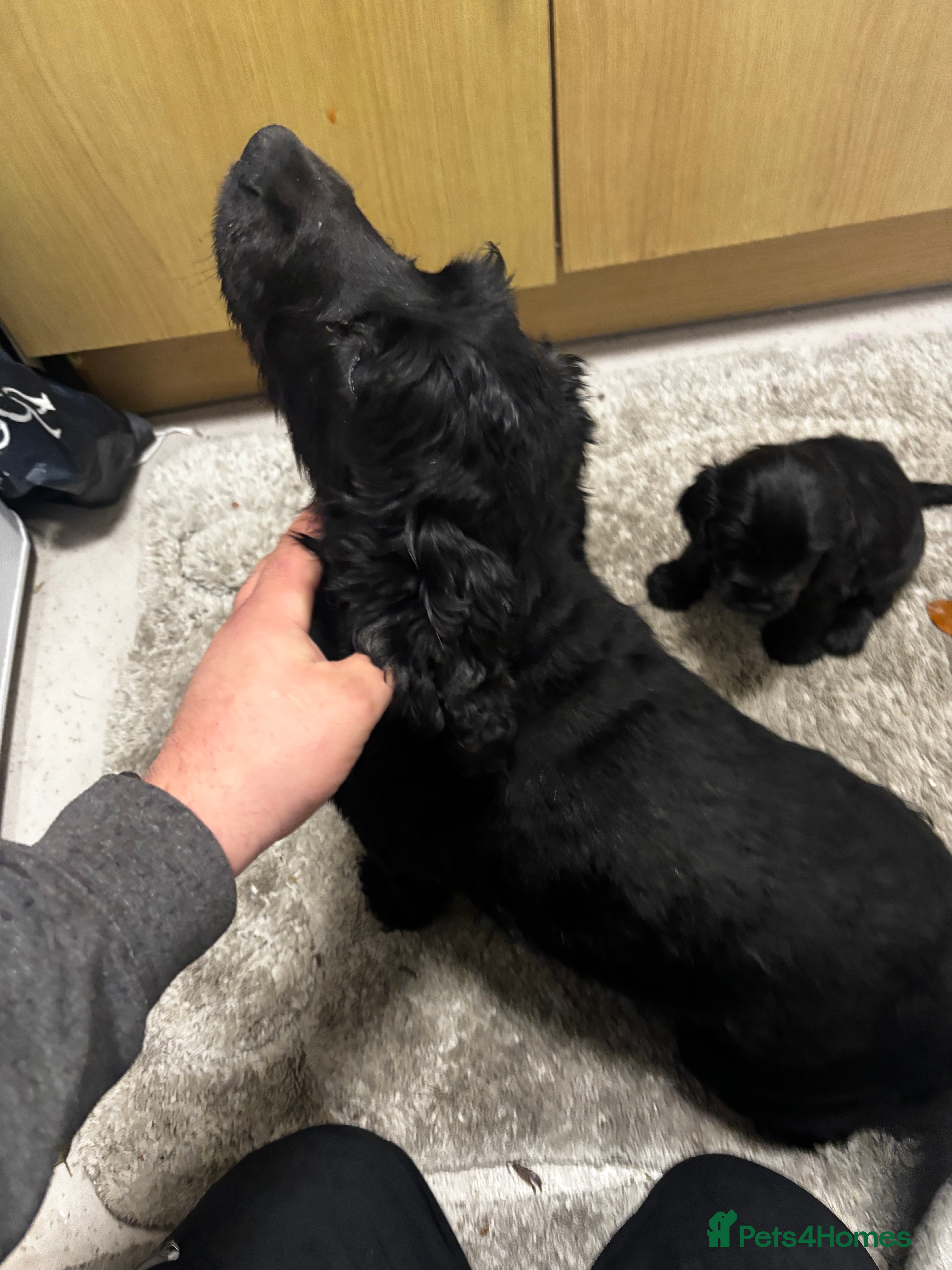 Cocker Spaniel dogs Cocker spaniel puppy - Advert 6