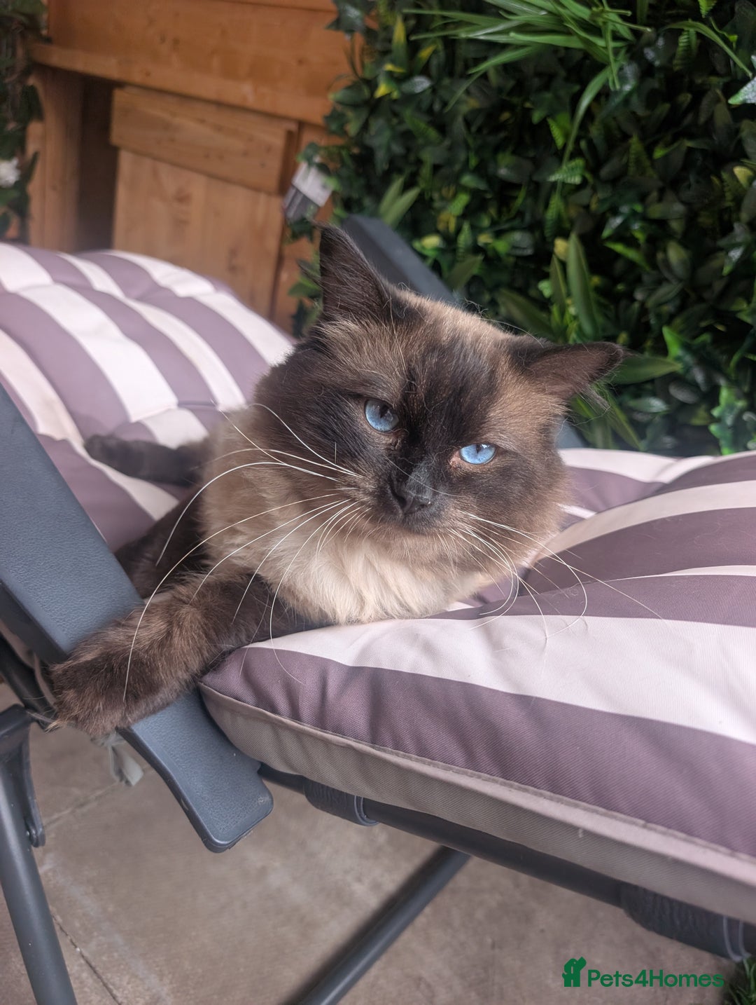 Ragdoll cats for stud: Beautiful MINK seal chocolate stud  - Image 1