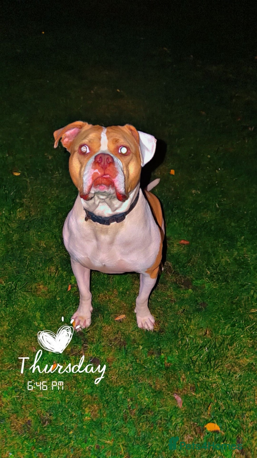 American Bulldog dogs for sale: American Bulldog X - Advert 3