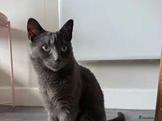 Mixed Breed cats Affectionate indoor cat looking for loving home - Advert 1